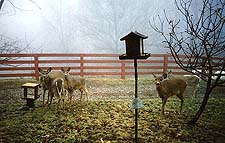 Visiting Deer