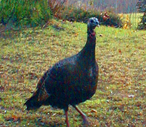 Wild Turkey