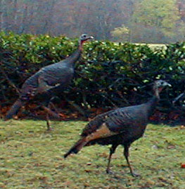 Wild Turkey