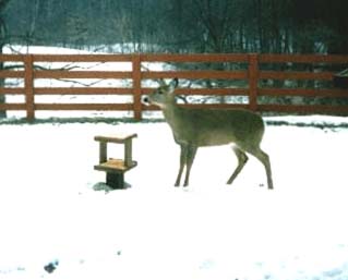 Deer